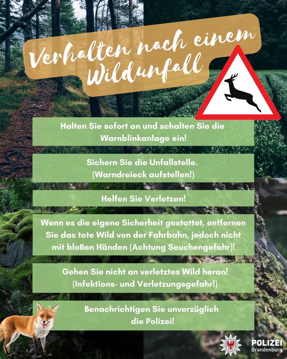 PolizeiBB's tweet photo. 🚨Ein Wildunfall kann schnell passieren – danach ist es wichtig, richtig zu handeln!
In Brandenburg müssen Sie immer die Polizei rufen und einen Jäger benachrichtigen.
Wichtig: Ruhe bewahren und kein Wild mitnehmen – das ist Wilderei! 🦌
#Wildunfall #Brandenburg https://t.co/MSpC6GOm5C