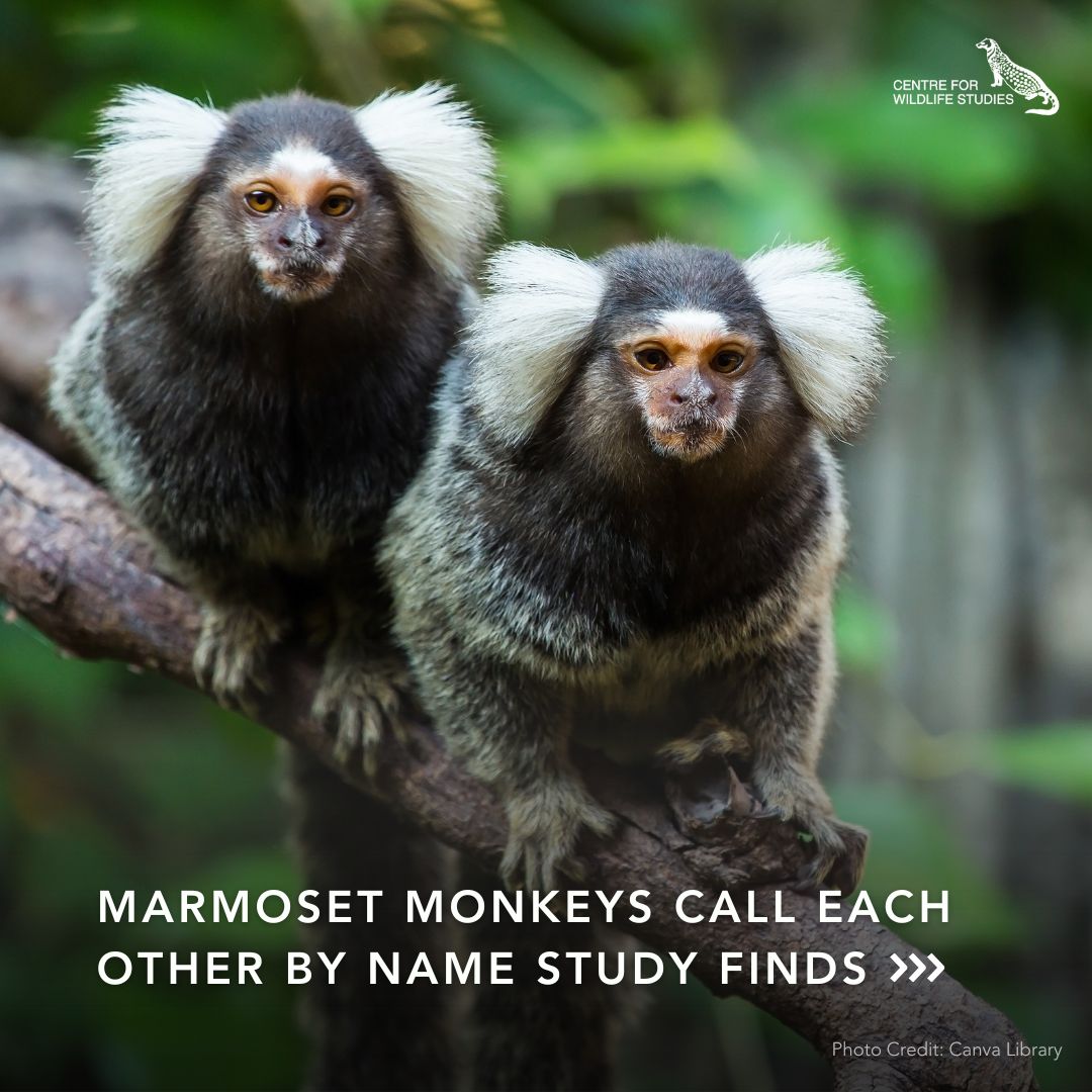 cwsindia's tweet photo. Marmoset monkeys call each other by name study finds.
Read the original article here: https://t.co/Dm1EEcQt4Q
#MarmosetMonkeys #AnimalBehavior #WildlifeResearch #PrimateStudy https://t.co/u03MWCsNH8