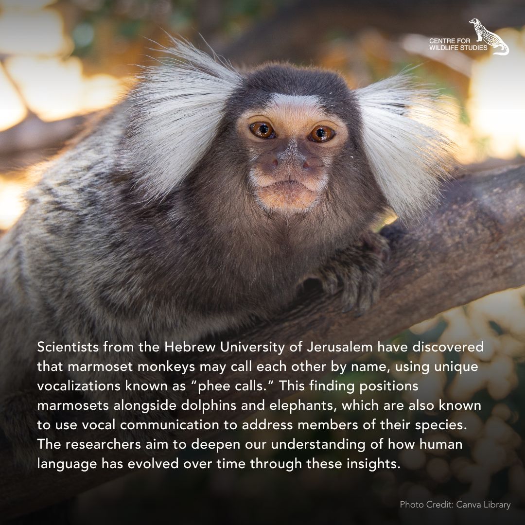 cwsindia's tweet photo. Marmoset monkeys call each other by name study finds.
Read the original article here: https://t.co/Dm1EEcQt4Q
#MarmosetMonkeys #AnimalBehavior #WildlifeResearch #PrimateStudy https://t.co/u03MWCsNH8