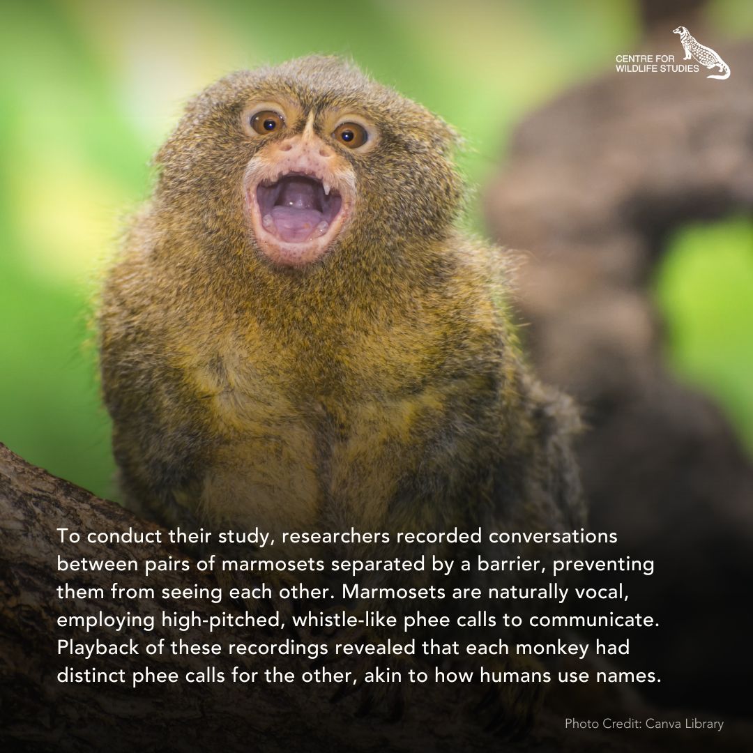cwsindia's tweet photo. Marmoset monkeys call each other by name study finds.
Read the original article here: https://t.co/Dm1EEcQt4Q
#MarmosetMonkeys #AnimalBehavior #WildlifeResearch #PrimateStudy https://t.co/u03MWCsNH8