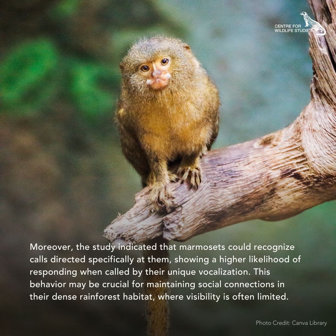 cwsindia's tweet photo. Marmoset monkeys call each other by name study finds.
Read the original article here: https://t.co/Dm1EEcQt4Q
#MarmosetMonkeys #AnimalBehavior #WildlifeResearch #PrimateStudy https://t.co/u03MWCsNH8