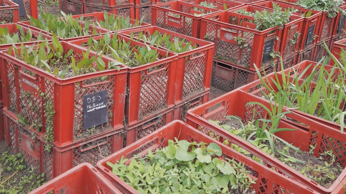 "Kommunerna måste vara villiga att låta gräsrötterna ta plats – och också få kosta pengar." 
Rikard Warlenius, humanekolog vid <a href="/goteborgsuni/">Göteborgs universitet / University of Gothenburg</a>, har undersökt hur gräsrotsrörelser kan påverka klimatomställningen i Göteborg och Berlin. 
Läs mer: shorturl.at/Xg4y7