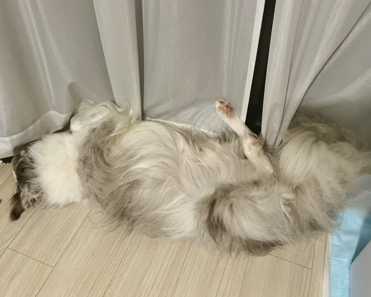 UNAtoYOLU's tweet photo. ボーダーコリーが落ちている家 https://t.co/G364wxJGDb