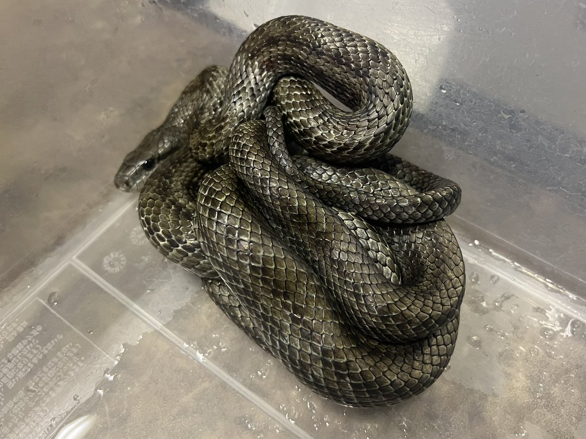 r_akashic's tweet photo. アオダイショウ🐍 https://t.co/0gYuGpHv5c