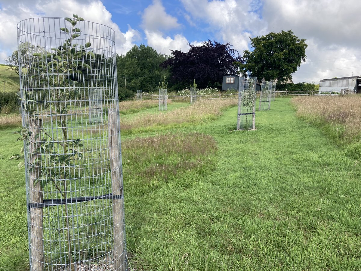 Our #FarminginProtectedLandscapes team are celebrating #Fipl funding for orchards in Dorset. 300 fruit trees have been planted at 8 farms, with 352 more walnut, apple, pear, cherry, cobnut, medlar and plum to plant at 7 sites this winter.
📷 by Rachel Janes and James Bramble