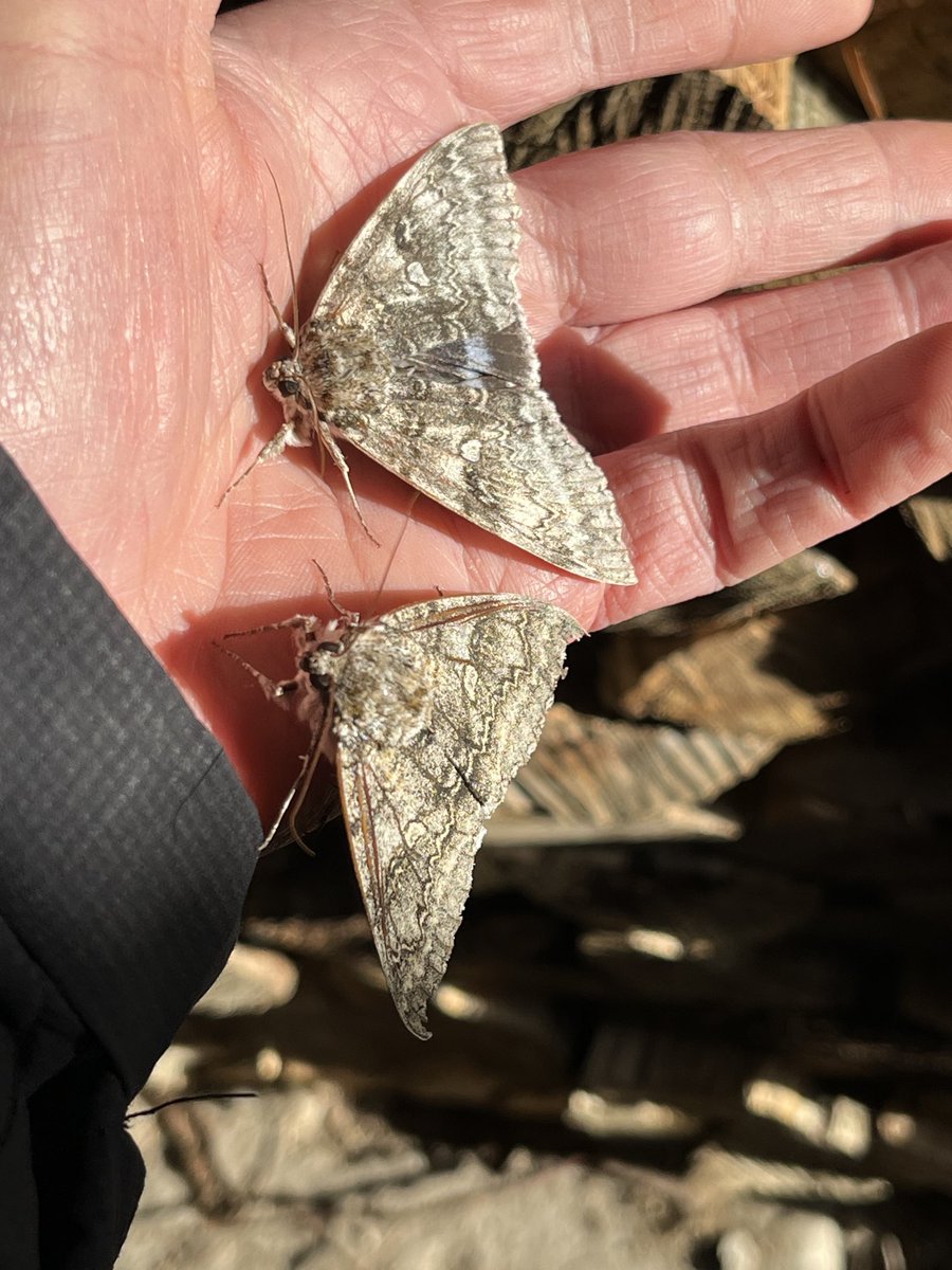 Like buses, not just two Palpita vitrealis but also two  Clifden Nonpareil last night.
Not bad for Wakefield