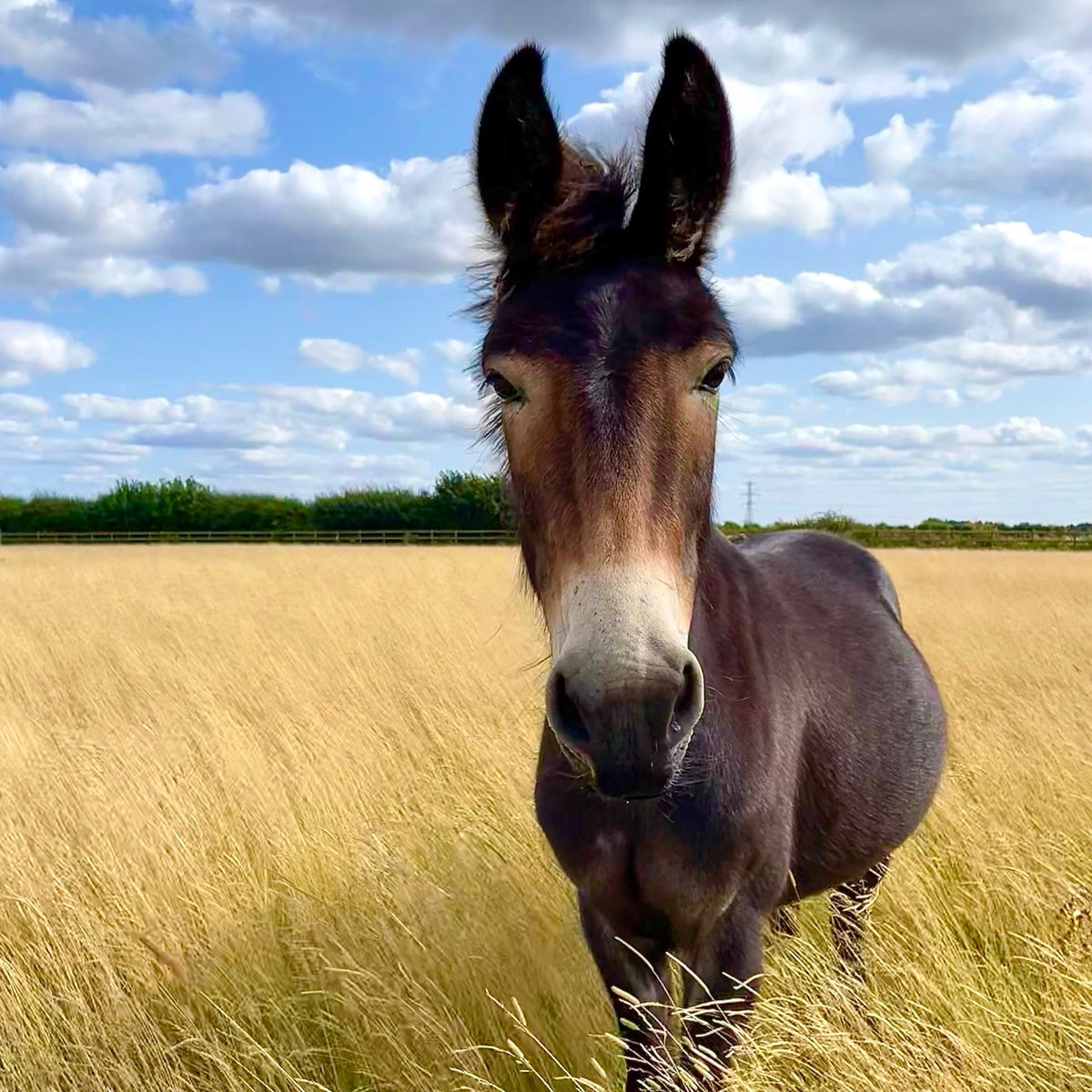 BransbyHorses's tweet photo. Every year, our Donated Goods and Tack shop raises important funds to help us care for our rescued equines.

If you have any unwanted second-hand items, we will gladly take them off your hands. 🧸📚

https://t.co/Gae63L6e5o  

#DonatedGoods #GiveBack #UnwantedItems https://t.co/GLgNwzIJz9