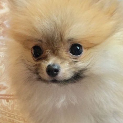 only_kiyomi's tweet photo. 엘레강스 강쥐 닉값 및춋다 https://t.co/WsD0i4JdVV