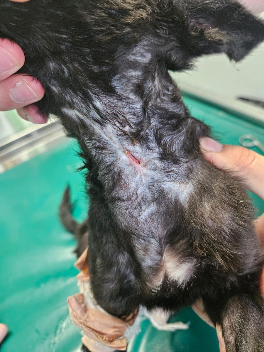 BosniaCatsDogs's tweet photo. ‼️Warning - Graphic photos‼️

This poor little pup was attacked by other dogs and has some truly awful wounds, she must have been so terrified 😢
Thankfully, I kind and very brave person saw this and managed to get her before they surely would have killed her 😥

They of course contacted Naida and of course, Naida arranged immediately for the pup to be taken to her vet.
We have of course initial costs with the vets and for fuel which we didn’t expect 😔
The costs will be huge, as she will have to stay in the clinic until her wounds heal.
As always, any donation is greatly appreciated ❤️
Please mark ‘injured pup’
THANK YOU 🙏❤️

https://t.co/Xr2hmsJF5M