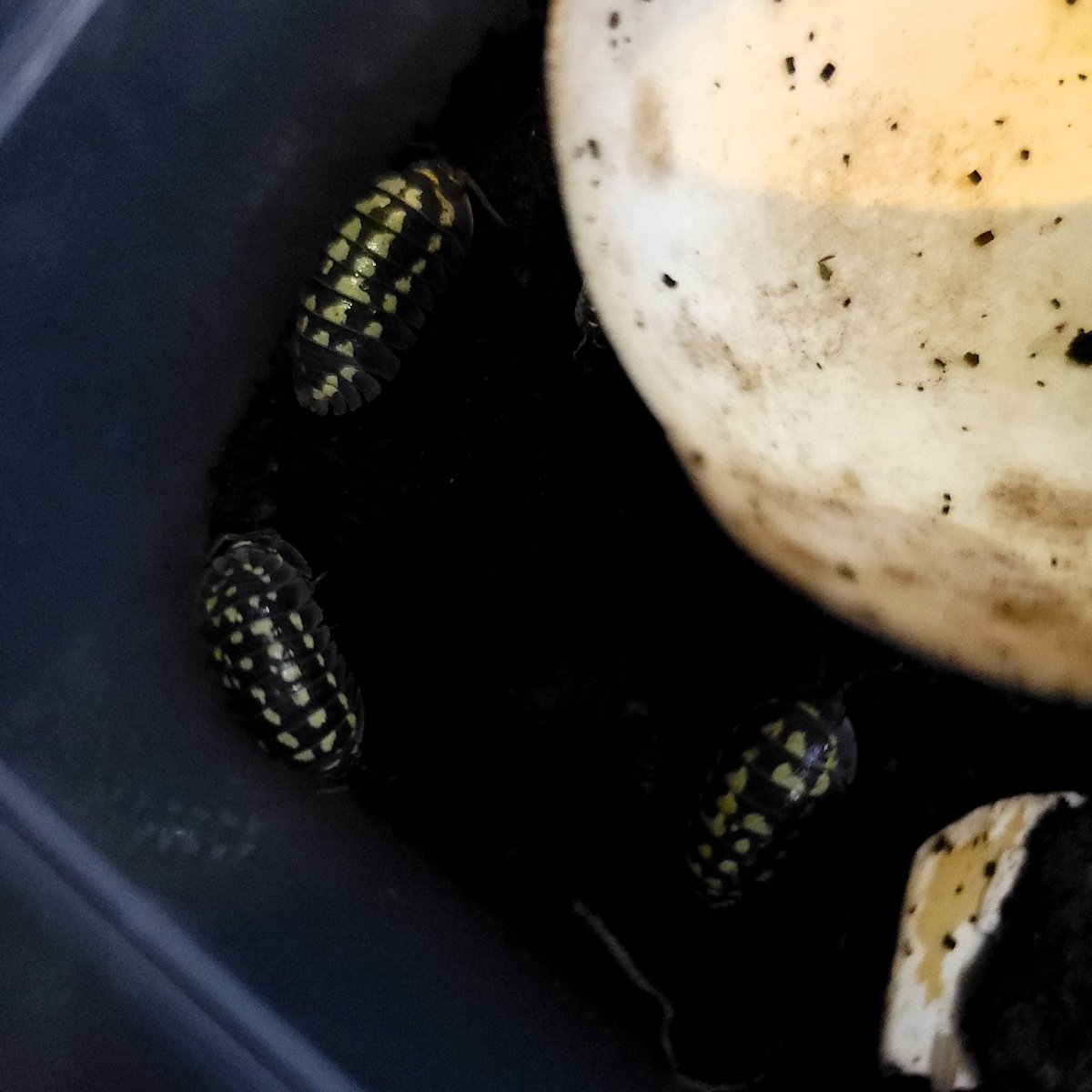 AMAYADORI_rep's tweet photo. お品書き　追加
ワラジムシ、ダンゴムシ追加
○Armadillidium gestroi
○Armadillidium esponoli Marbleized
○ﾕﾆｵﾝﾈｯﾀｲｺｼﾋﾞﾛﾀﾞﾝｺﾞﾑｼ

#道東大作戦 https://t.co/IuGMLXKm20