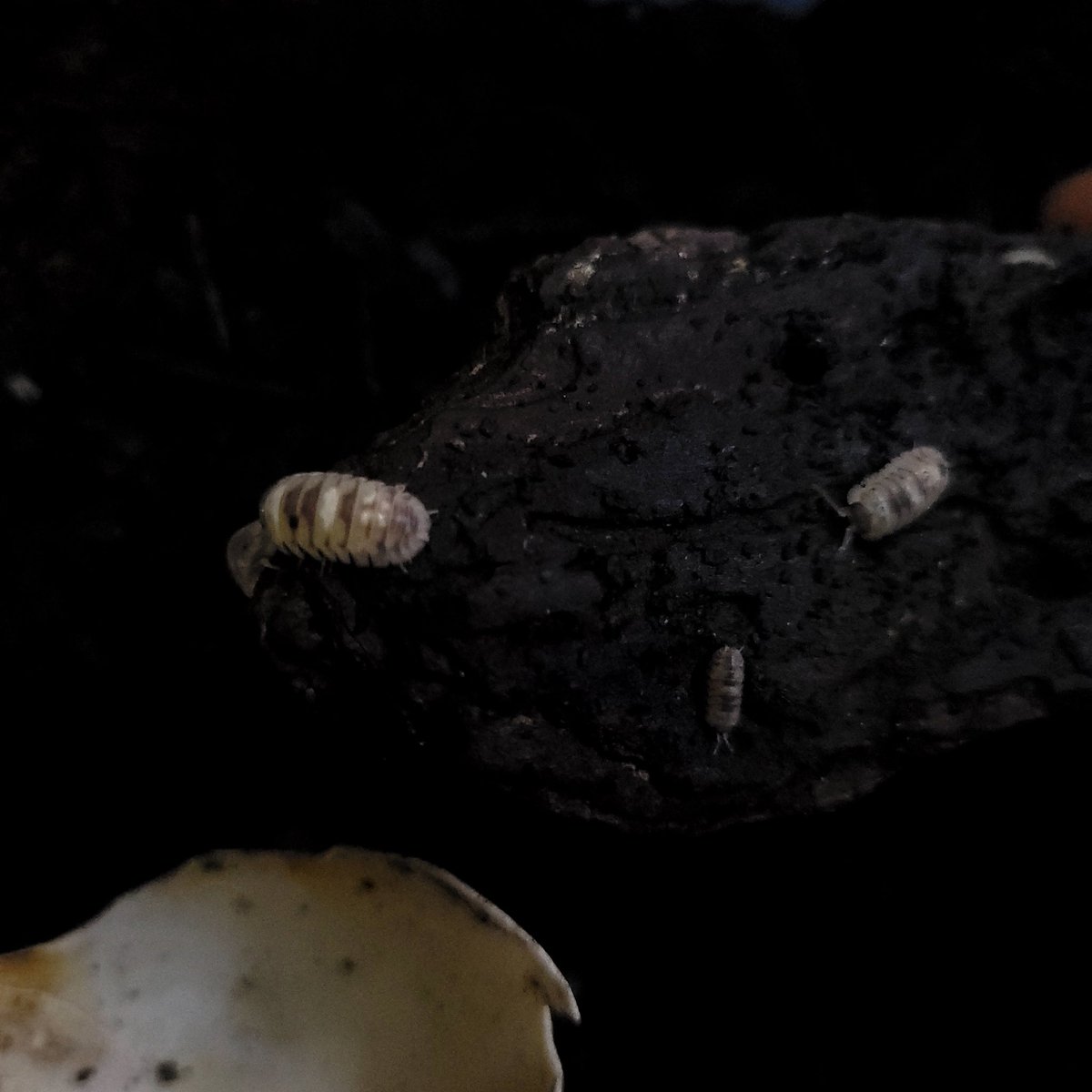AMAYADORI_rep's tweet photo. お品書き　追加
ワラジムシ、ダンゴムシ追加
○Armadillidium gestroi
○Armadillidium esponoli Marbleized
○ﾕﾆｵﾝﾈｯﾀｲｺｼﾋﾞﾛﾀﾞﾝｺﾞﾑｼ

#道東大作戦 https://t.co/IuGMLXKm20