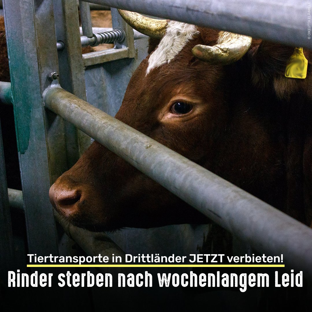 Wochenlang werden zwei deutsche #Tiertransporte an der türkischen Grenze festgehalten. Am Ende sterben alle Tiere. 😢

Wie lange wollen EU, Bund und Länder Zuständigkeiten noch hin und herschieben?

Handelt JETZT und verbietet Tiertransporte in Drittländer im #Tierschutzgesetz!