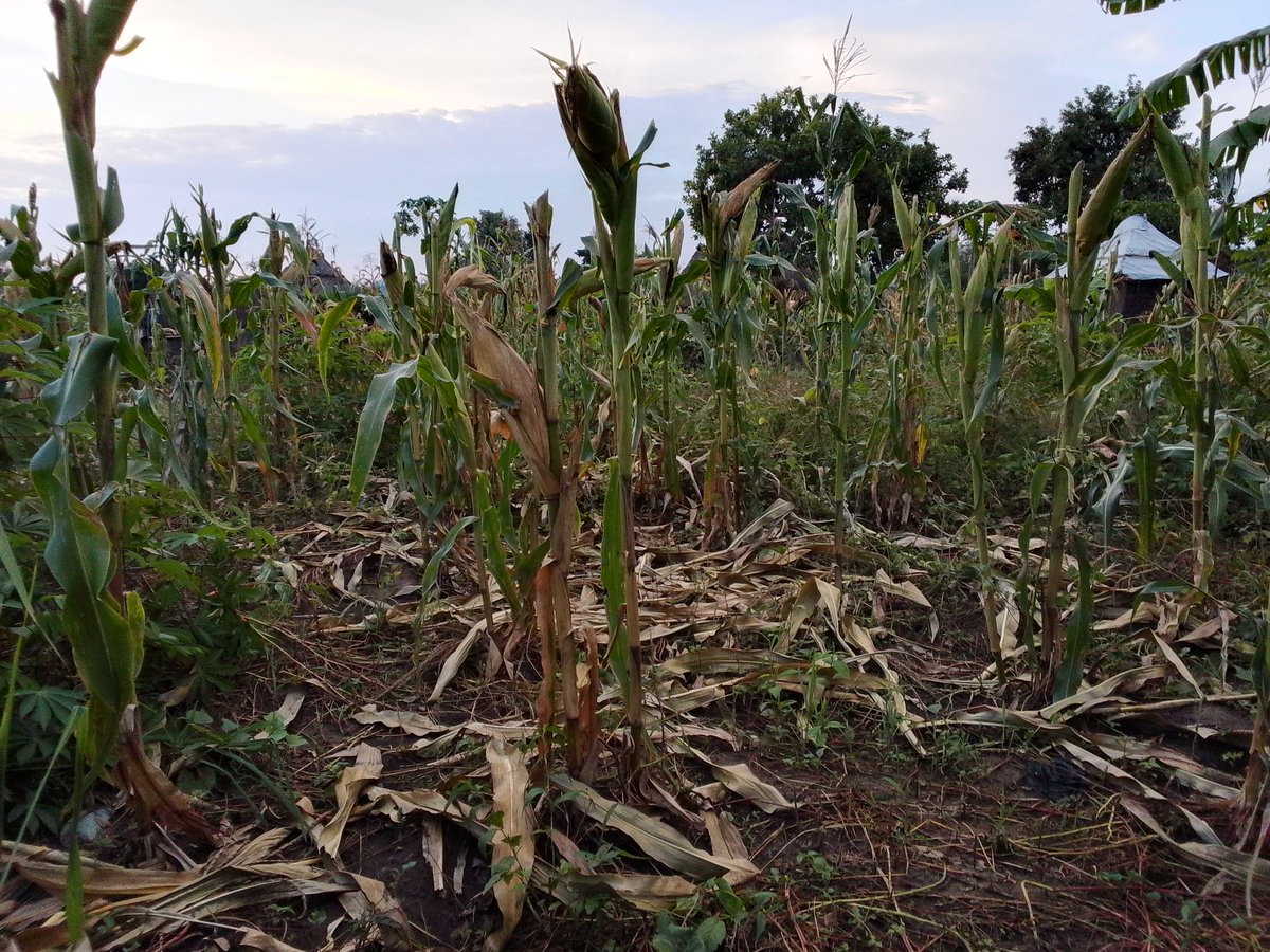 JohnLodai's tweet photo. Shortage of effective knowledge and skills on Agriculture is likely becoming a trigger on the issue of land degradation and poor quality of crop produce in palabek settlement, Am here to appeal that donors and NGOs should make the use of skilling and empowering the refugees youth https://t.co/V1dkJzlQbA