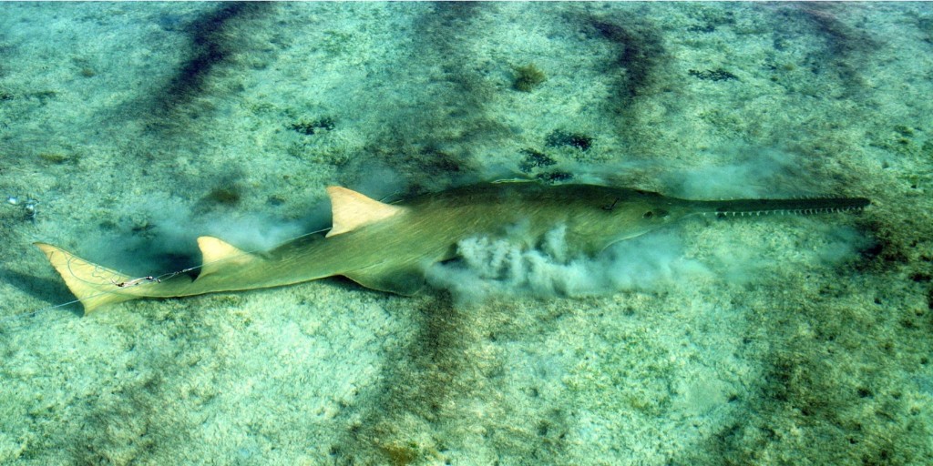 Happy #InternationalSawfishDay! 🪚🦈

#SharkConservationFund is proud to support 6️⃣ active projects globally, each with dedicated efforts to safeguard sawfish as part of their objectives.

Thank you to all who are working hard to protect these iconic creatures! 👏

📸: Dr. Dean