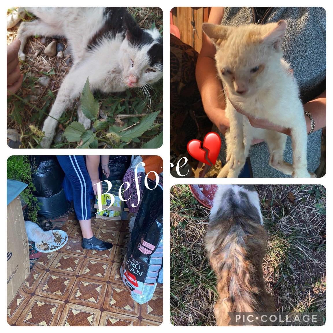 BosniaCatsDogs's tweet photo. 😿UPDATE

Update on surviving cats and kittens from the old lady ❤️
We have them all! 9 in total 😿 They are all safe! They are all literally skin and bone, especially the kittens but they will never be hungry again and are getting the best care 😻
It has been a very upsetting huge task and we are not done yet! (Update of pups and dogs to follow)
Thank you everyone who has so kindly donated towards their initial costs ❤️
I would be so grateful if you could take a few seconds to donate or share.🙏
Please mark ‘kitties’
Thank you for all your help and support, it means so much ❤️

https://t.co/Xr2hmsJF5M
