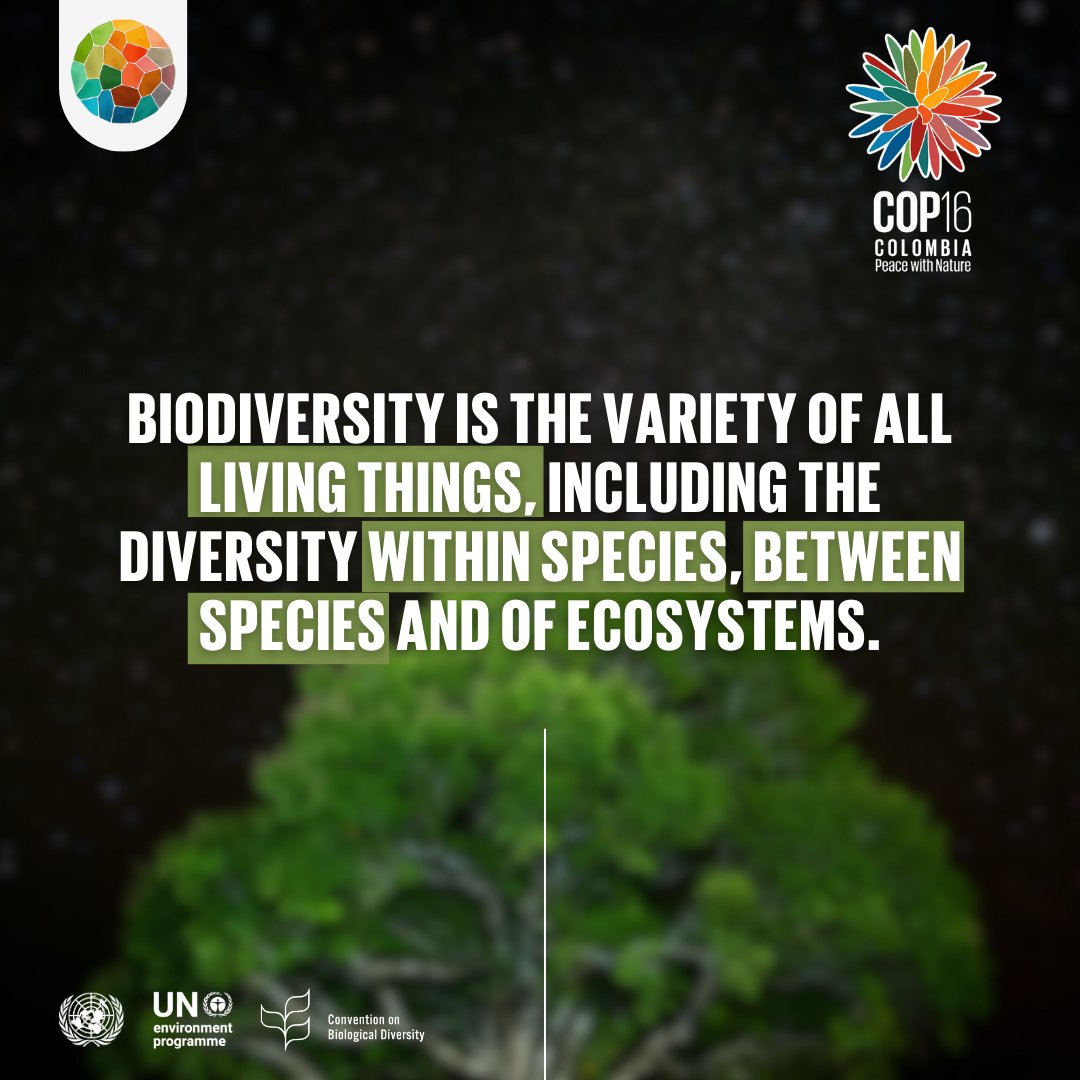 UNEP's tweet photo. From the air we breathe to the water we drink to the soil that grows our food – humanity’s health depends on nature &amp; biodiversity.

On Monday, Cali will welcome nations at @UNBiodiversity #COP16Colombia to advance the goals and targets of the Global Biodiversity Framework.