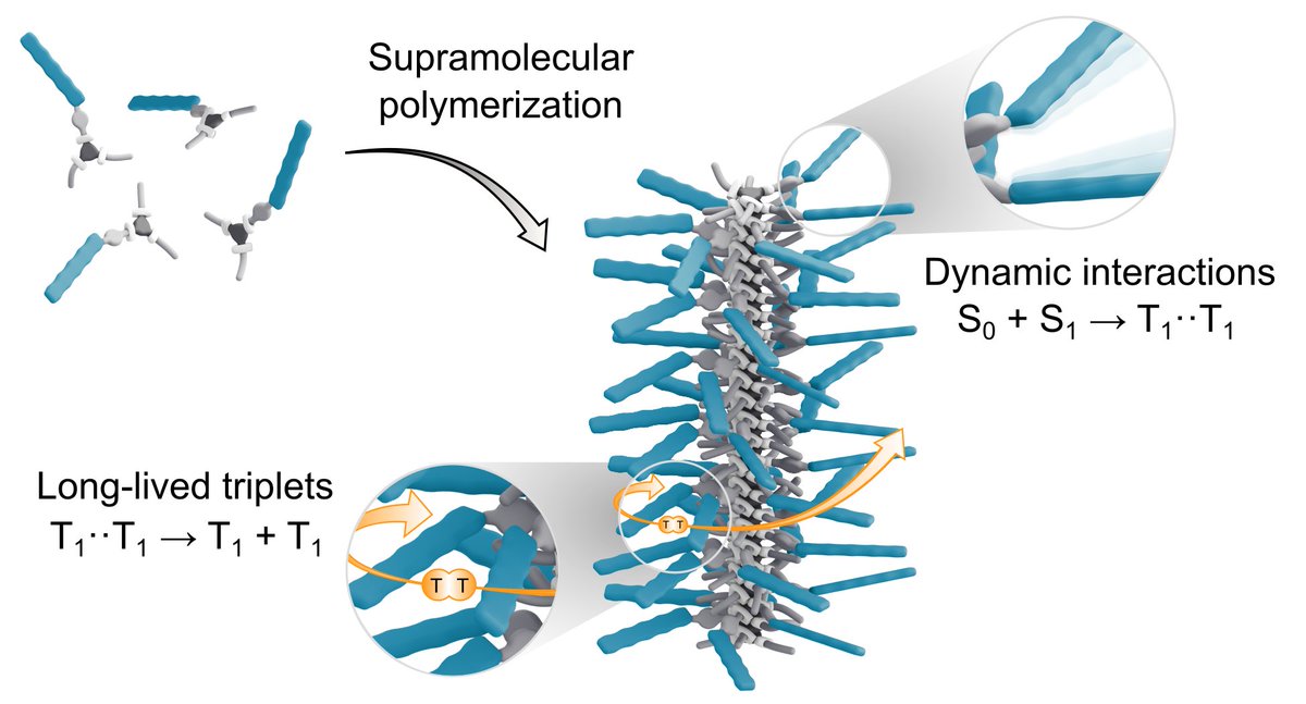 Giulia Lavarda (@giulialavarda) on Twitter photo 🚨 Excited to share my latest postdoc work in Bert Meijer’s group, now out in <a href="/J_A_C_S/">J. Am. Chem. Soc.</a>! 🚀
We harness helical #SupramolecularPolymers 🧬 with #Pentacene pendants to achieve long-lived triplets from #SingletFission ⚡☀️
👉 pubs.acs.org/doi/10.1021/ja… 🚨 Excited to share my latest postdoc work in Bert Meijer’s group, now out in <a href="/J_A_C_S/">J. Am. Chem. Soc.</a>! 🚀
We harness helical #SupramolecularPolymers 🧬 with #Pentacene pendants to achieve long-lived triplets from #SingletFission ⚡☀️
👉 pubs.acs.org/doi/10.1021/ja…