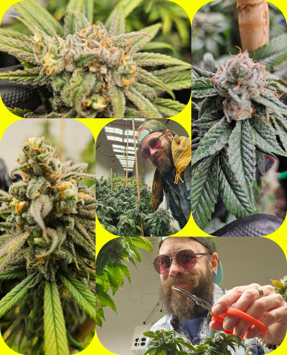 garon_mcfarlin's tweet photo. The girls over here showing out with all their pretty colors 😍 Can't wait for those fruits of my labor 💚💚💚 Hope everyone of you has a wonderful day 🤙 #cannabisusa #CannabisCommunity #growlife #tokersoftwittet #Twittertokers #GShit #thursdayvibes #GoodMorning #goodvibes https://t.co/OFwu5DcJlL