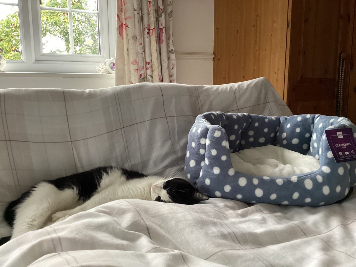 🐾 It's mees.....der Booboo 😻 tweet media