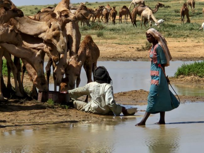 Sahara Conservation tweet media