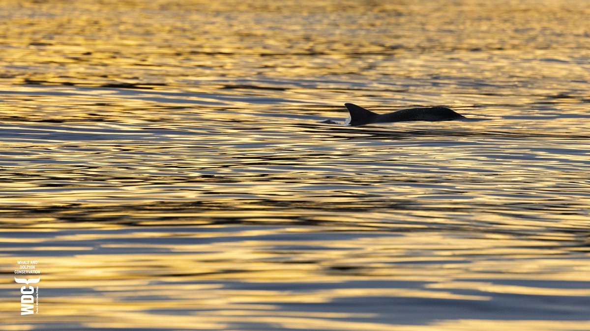 WDC Adopt a Dolphin (@adoptadolphin) on Twitter photo Came across a few Common dolphins late yesterday afternoon, this wee fella in the Chanonry Narrows - daylight fading fast these days. <a href="/whalesorg/">Whale and Dolphin Conservation (WDC)</a> <a href="/Dolphinsighting/">Dolphin Centre WDC</a> Came across a few Common dolphins late yesterday afternoon, this wee fella in the Chanonry Narrows - daylight fading fast these days. <a href="/whalesorg/">Whale and Dolphin Conservation (WDC)</a> <a href="/Dolphinsighting/">Dolphin Centre WDC</a>