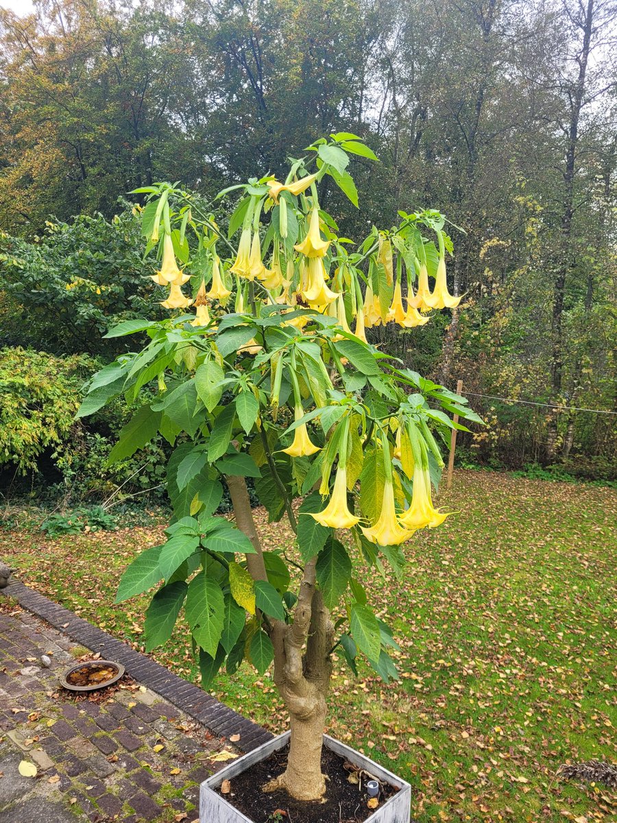 Evert Thomas tweet media