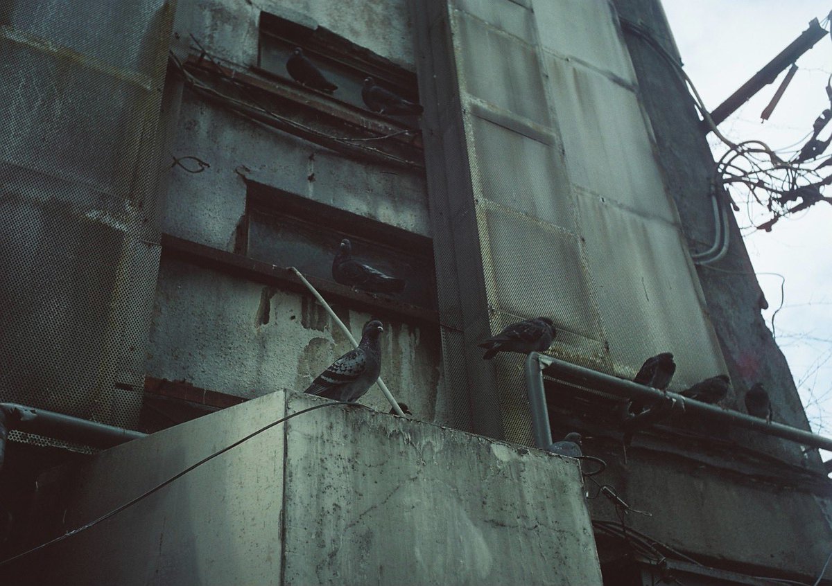 xtd1g9ma2yo4's tweet image. MARIX 100D
#film #カメスズ #MARIX #polar #solaron
#７枚玉 #Ōimachi #tokyo #japan