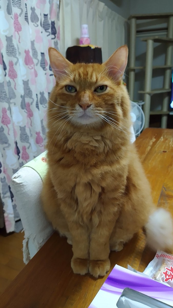 くうた
元気😊
休みの日はそばで見張られますね〰️