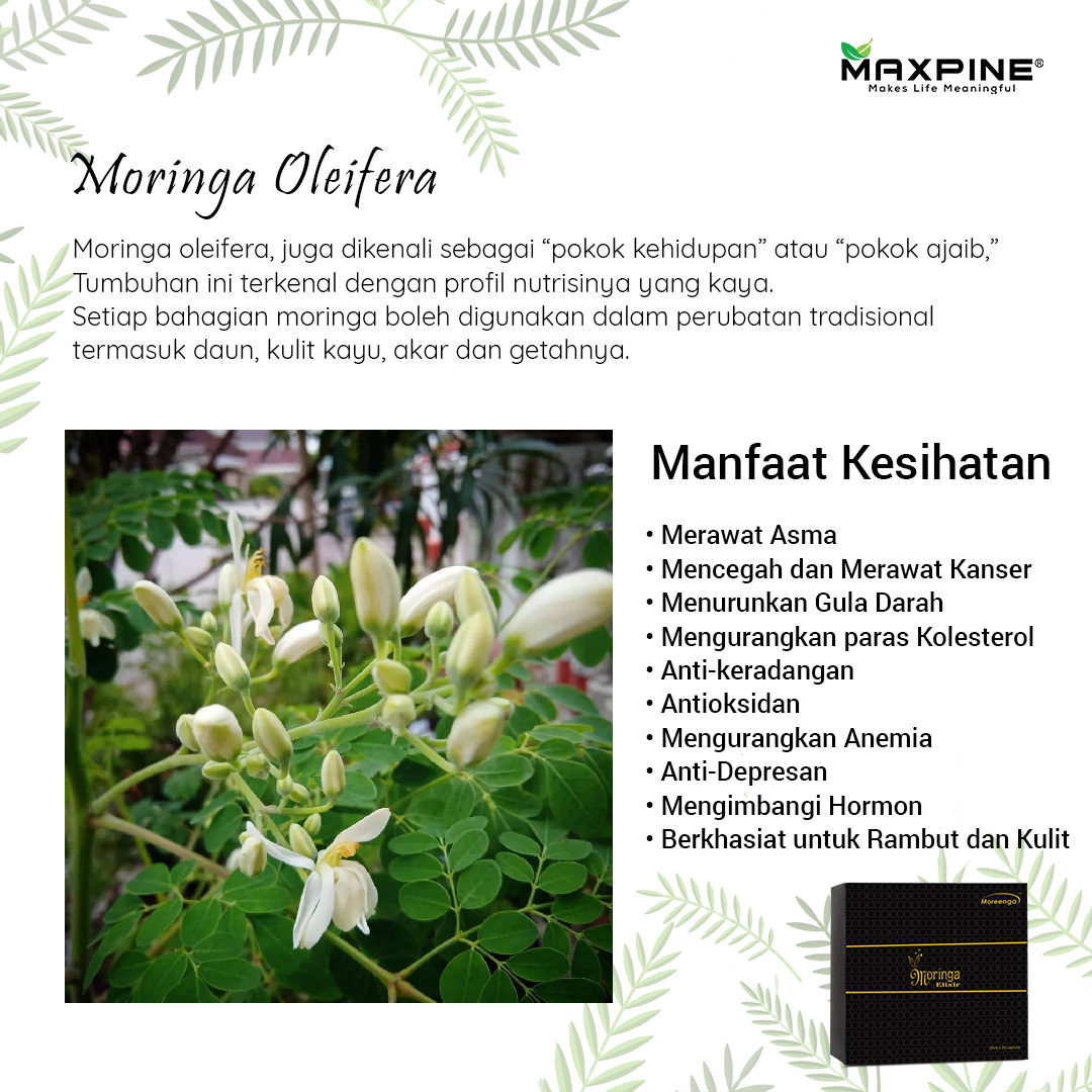 MaxpineMoringa's tweet photo. Indeks Pemakanan Moringa:
​
• 7x Vitamin C berbanding oren
• 10x Vitamin A berbanding lobak merah
• 17x kalsium berbanding susu
• 9x protein berbanding yogurt
• 15x kalium berbanding pisang
• 25x zat besi berbanding bayam https://t.co/QvKzG0PQzt