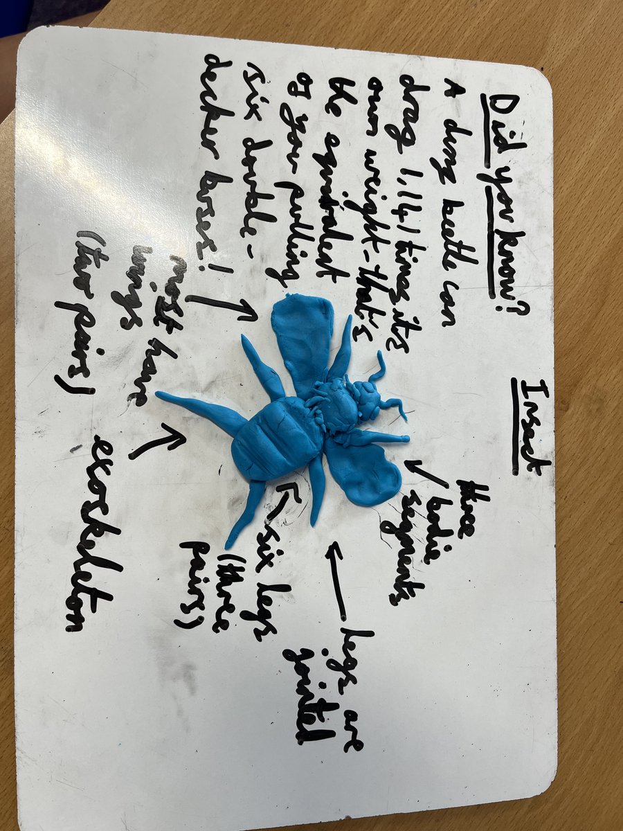 BaileysPrimary's tweet photo. Year 6 have loved learning about invertebrates. https://t.co/8LF1NcJDl6