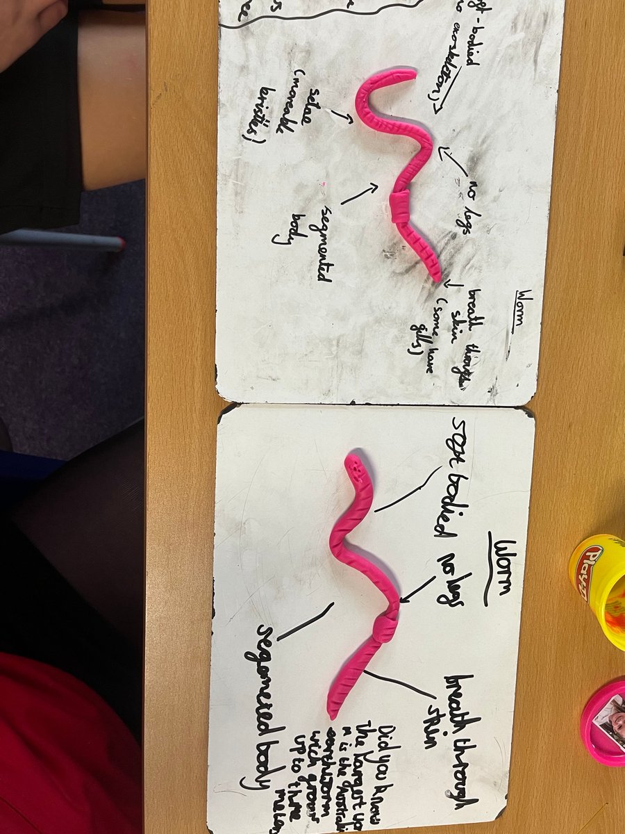 BaileysPrimary's tweet photo. Year 6 have loved learning about invertebrates. https://t.co/8LF1NcJDl6