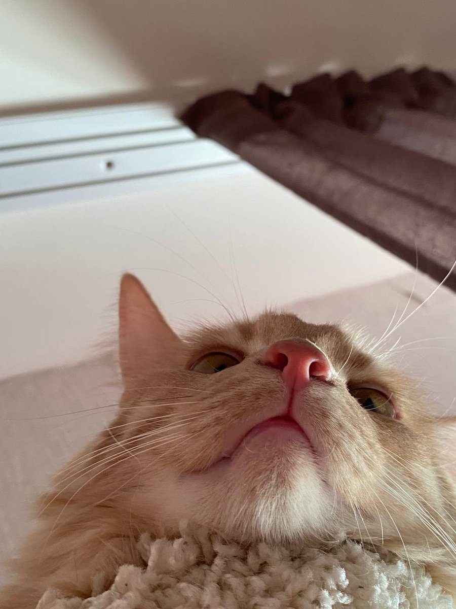 sakisagan's tweet photo. Meow-meow~ 🐱 @biblesumett 

#bsumpets https://t.co/DVTSgb3Ux0