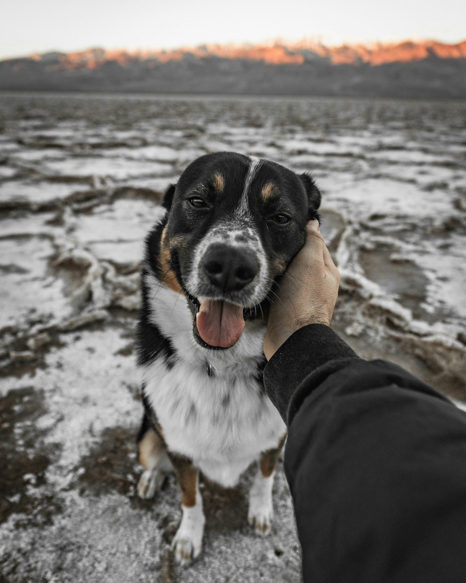 PaWonderz's tweet photo. Just a lil reminder to slow down, pet your pup, and enjoy life’s simple moments 🐾❤️ #DogsOfTwitter #PureJoy #NatureLove https://t.co/PrIIIWrR8W