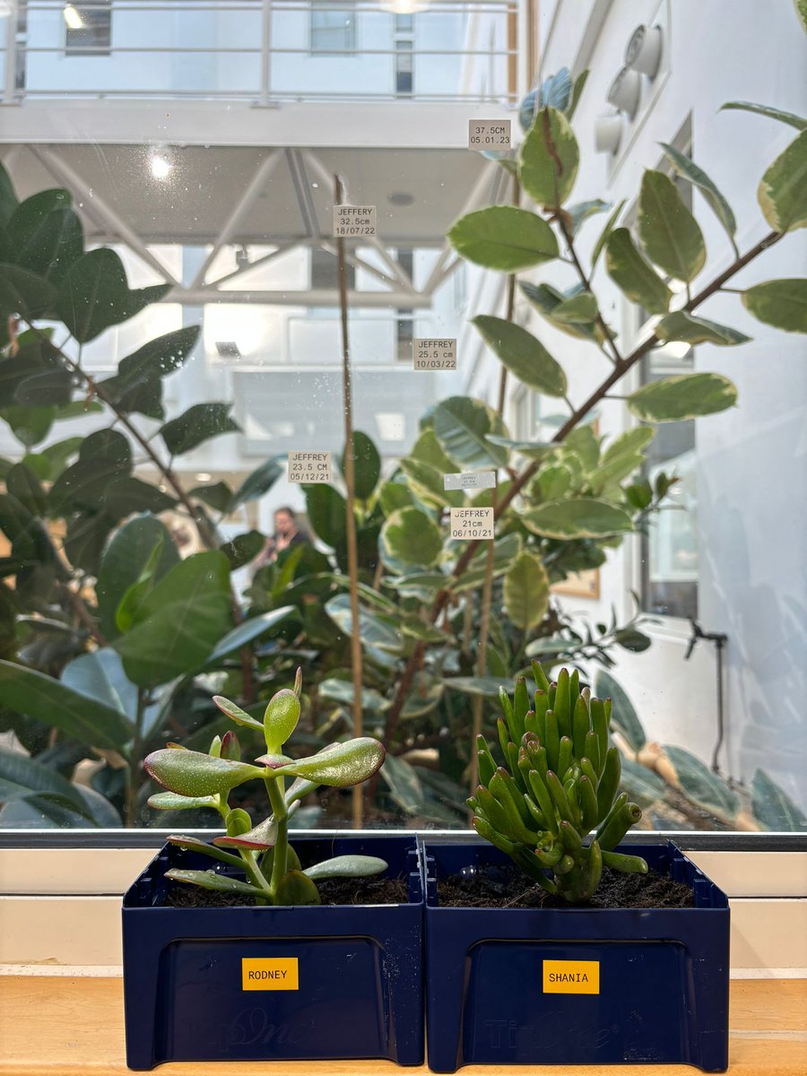 Happy science Christmas (AKA
<a href="/StarlabUKLtd/">Starlab</a> give us a plant in a tip box day) to those to celebrate. Taking bets on whether either Rodney or Shania will ever grow as tall as our original office StarLabs plant child Jeffrey
<a href="/KatieNoble241/">Katie Noble</a>