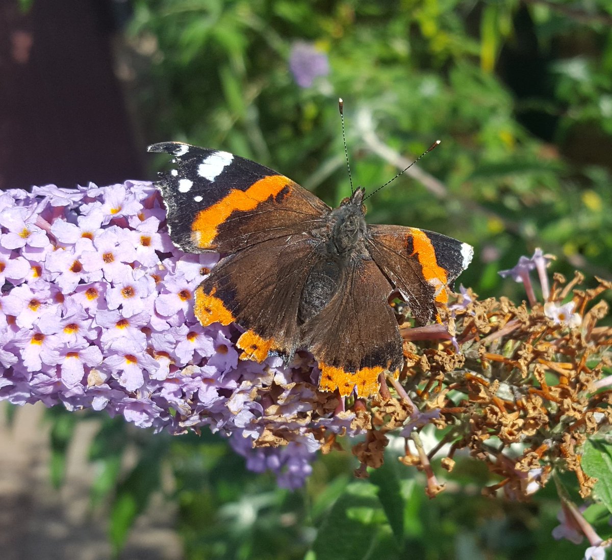 ColBowler's tweet image. Probably the most ragged Red Admiral I've ever seen on late flowering self-set buddleia just now. It was around last week so has survived the last three days of miserable weather. #tough