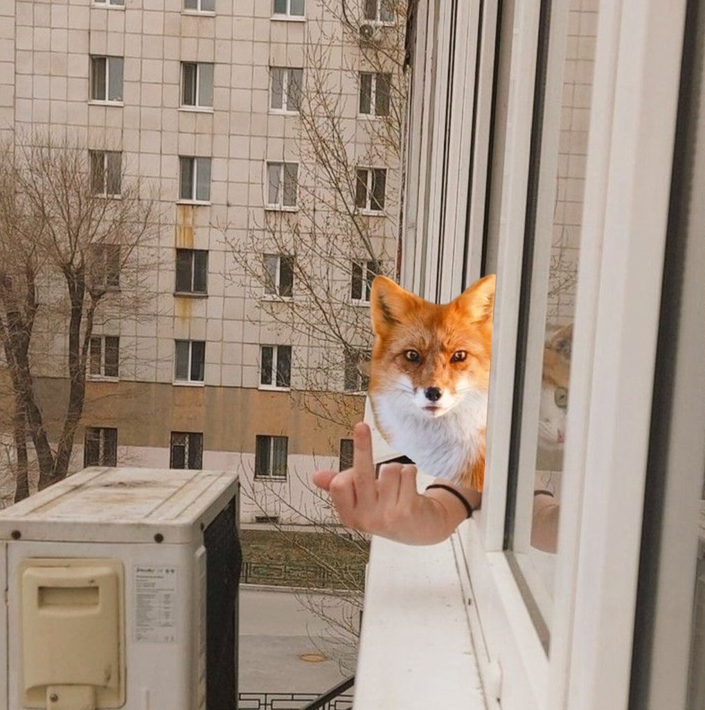 TheFoxLife's tweet photo. https://t.co/GcbtSbXgbg
