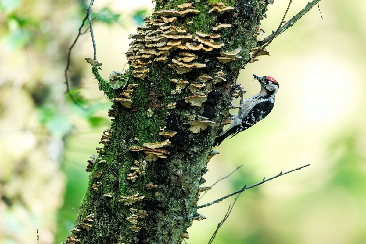 LesserSpot Network (@lesserspotnet) on Twitter photo Sadly 2024 was one of the poorest breeding seasons for Lesser Spotted Woodpeckers since we started in 2015. Only 9 nests were found/monitored & on average only just over one young fledged per nest. This is probably not enough to sustain the population, see woodpecker-network.org.uk/images/Lesser_… Sadly 2024 was one of the poorest breeding seasons for Lesser Spotted Woodpeckers since we started in 2015. Only 9 nests were found/monitored & on average only just over one young fledged per nest. This is probably not enough to sustain the population, see woodpecker-network.org.uk/images/Lesser_…