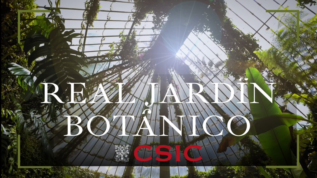 RJBOTANICO's tweet photo. 🌿🎂Celebramos 269 años del @RJBOTANICO @CSIC  
Te invitamos a recorrerlo en este video que destaca su historia, ciencia y belleza natural. Con más de 5000 especies y 450.000 visitantes anuales, seguimos siendo un referente en conservación y divulgación
🔗 https://t.co/llAKYWaP9G https://t.co/AXrp8nZIYK