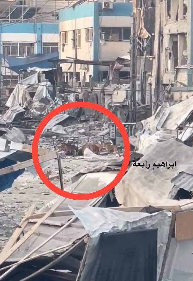 EYE ON PALESTINE tweet media