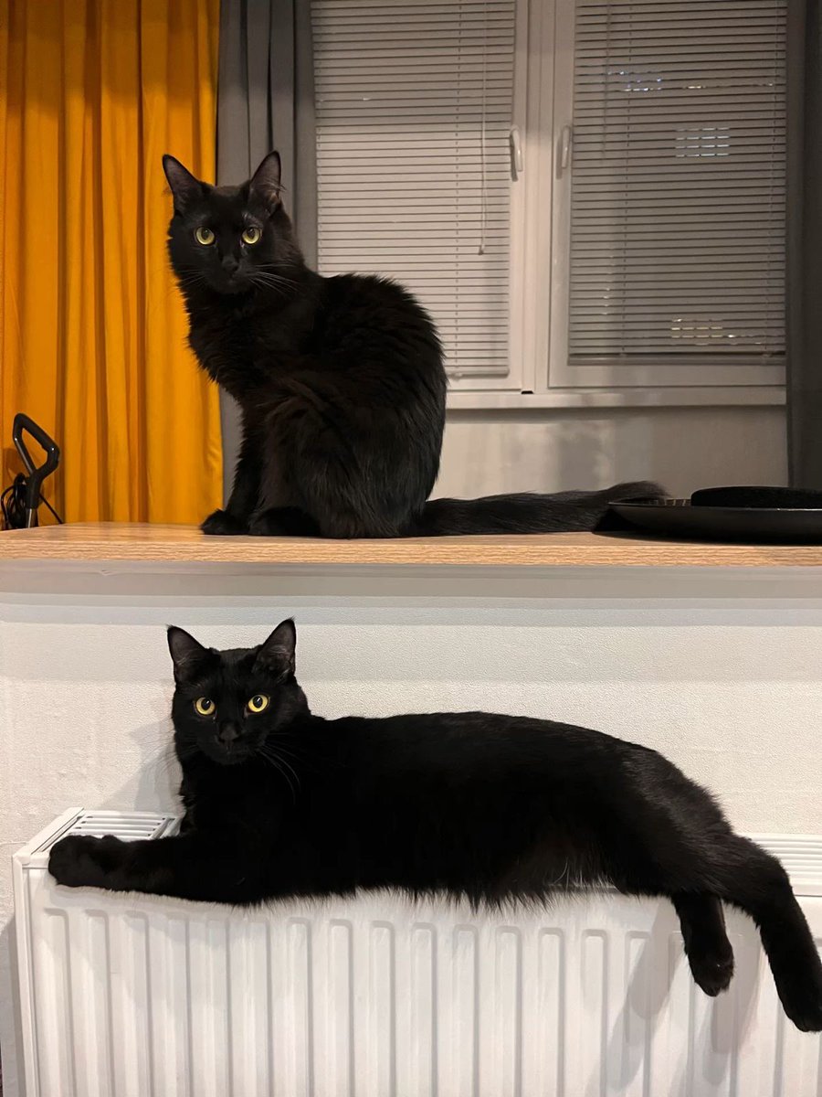 Black cats are not bad luck (@visualscat) on Twitter photo 