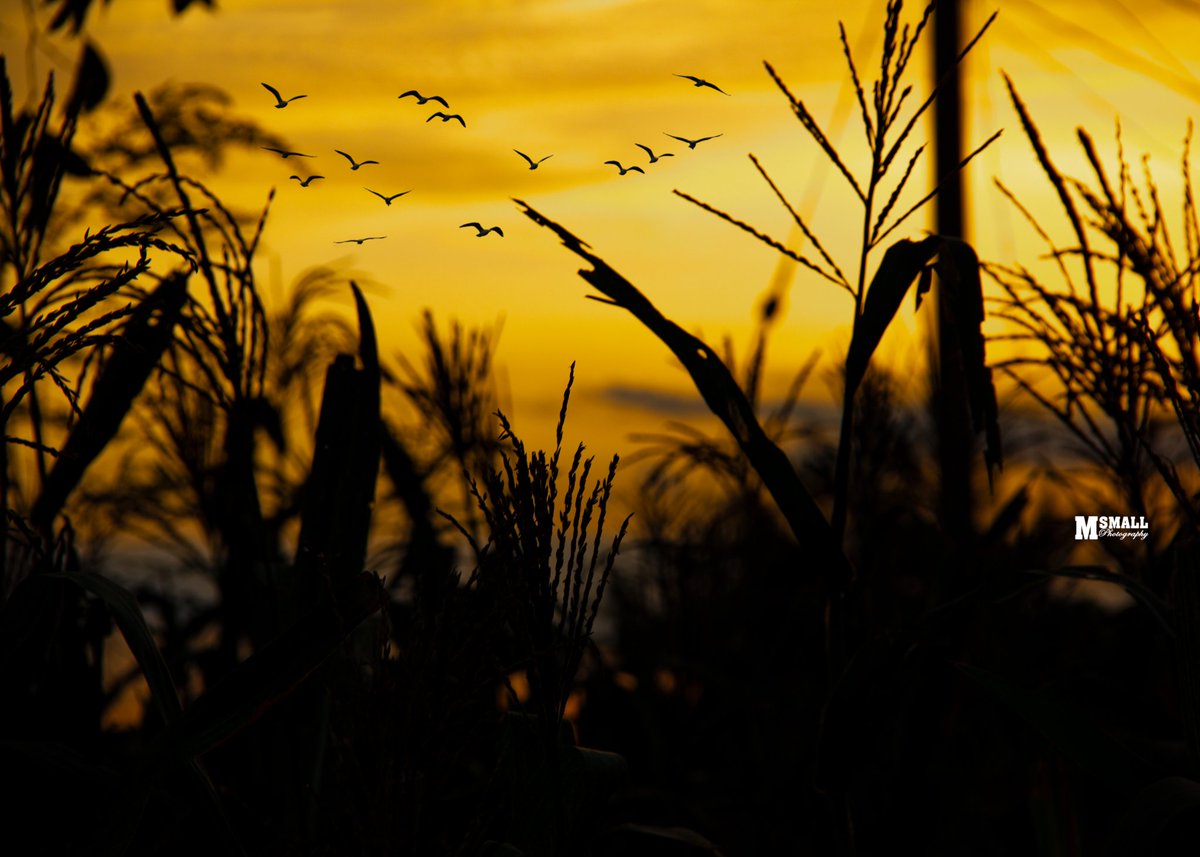 muazu_small's tweet photo. A sunrise is Nature telling you that it's time to cherish another day on Earth. Enjoy life.
"Urbn Madl Ui"

PC: MUAZU SMALL

Enjoy your new Wallpapers 😎
Peace ✌️

#MuazuChronicle #MobilePhotographer #TarabaPhotographer
#SunrisePhotography
#ItelNigeria
#UncoverNaija https://t.co/Oip2xodWni