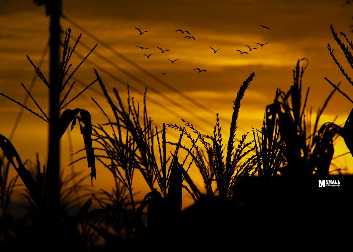 muazu_small's tweet photo. A sunrise is Nature telling you that it's time to cherish another day on Earth. Enjoy life.
"Urbn Madl Ui"

PC: MUAZU SMALL

Enjoy your new Wallpapers 😎
Peace ✌️

#MuazuChronicle #MobilePhotographer #TarabaPhotographer
#SunrisePhotography
#ItelNigeria
#UncoverNaija https://t.co/Oip2xodWni