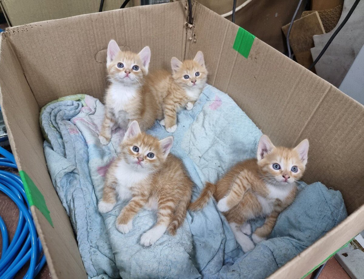 Moonhalf's tweet photo. #котодобро В России подходит к концу «сезон котят» – время, когда домашние нестерилизованные кошки и их одичавшие уличные сородичи производят на свет свое пушистое потомство. «Сезон котят» начинается в марте-апреле и заканчивается глубокой осенью, оставляя за собой шлейф сотен https://t.co/uBbpuM1Byl