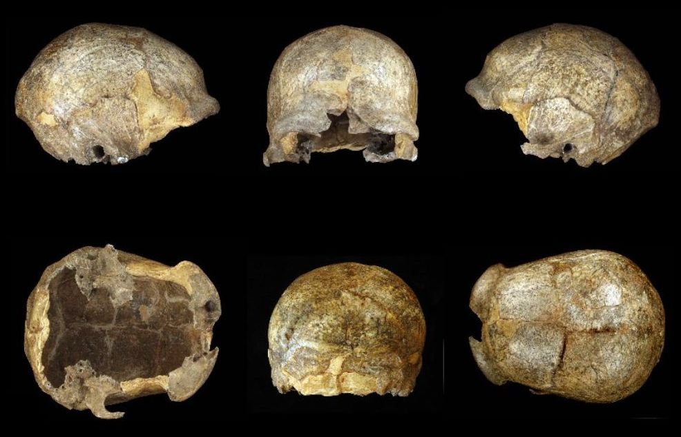 Visualiser en 3D le crâne de l'homme de Spy ? C'est désormais à la portée du grand public en un clic grâce à notre collaboration entre l'UCLouvain et les Musées et Établissements Scientifiques Fédéraux.
▶️ naturalheritage.africamuseum.be/3DHOP/index.ht… (1/2)