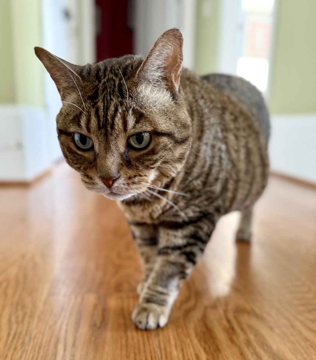Tomorrow it’s back to chemo and then a scan in a few days to monitor my progress.  I’m hoping to be back to my regularly scheduled life soon! Thanks for being the biggest and best cheering section.  I’m such a lucky little bobtail.