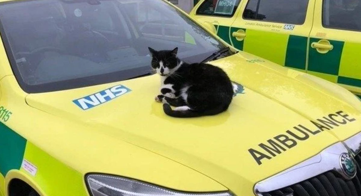 Change.org UK tweet media