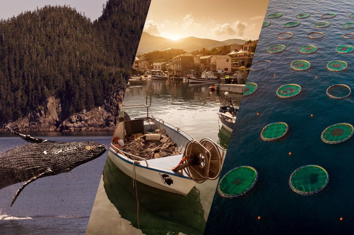🌊 Calling ocean stakeholders! Help us adapt to #MarineHeatWaves!
🌡️ Take our quick survey &amp; share insights on aquaculture, fisheries, or marine protected areas: tinyurl.com/3bxyrxx3
🌍 Together, we’ll shape a resilient future!
#MHW #OceanHealth #BlueEconomy #EarthObservation