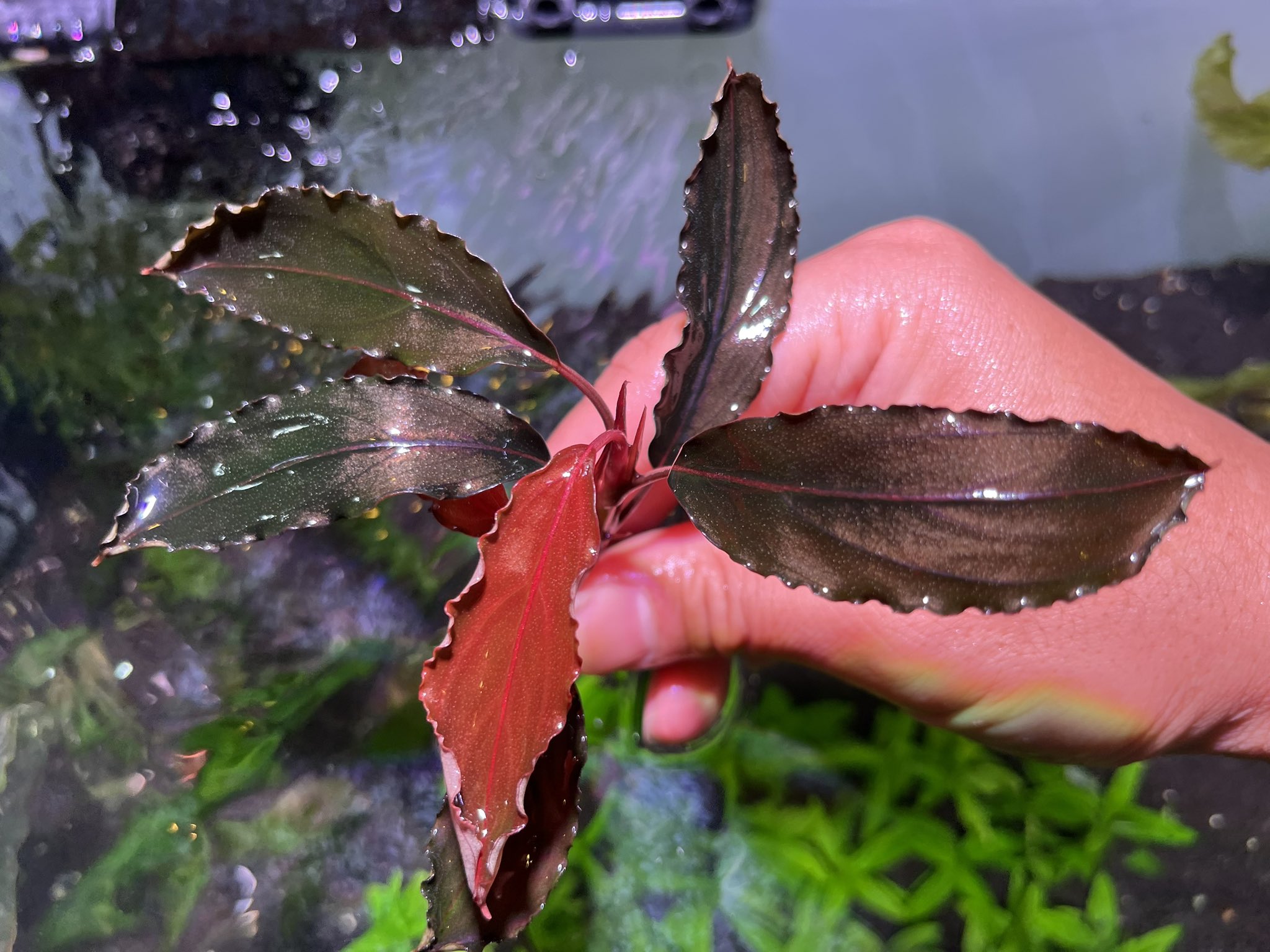 ブセファランドラsp.キールロイヤル 大株 ブセファランドラsp.キールロイヤル 大株