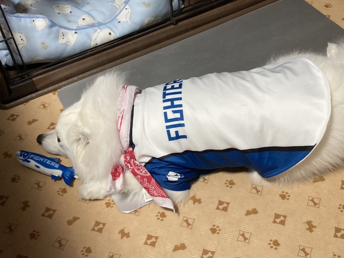 take22367's tweet photo. がんばれファイターズ
応援してるワン🐶
ハラハラ　ドキドキ
日本シリーズは
エスコンに行きたいワン https://t.co/4jFlbdS3Qh