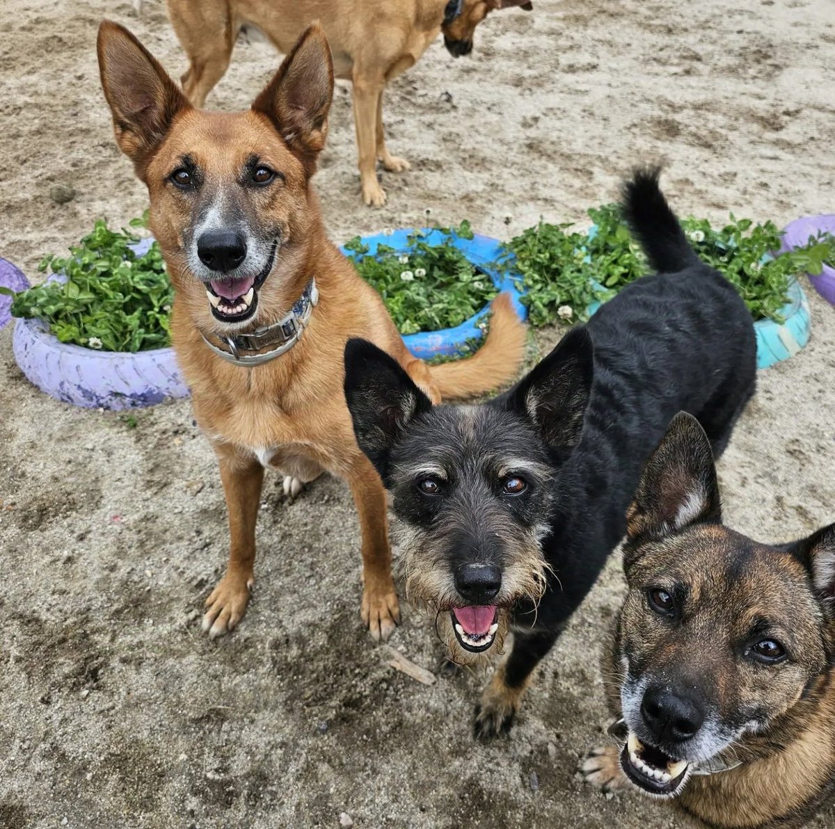 ᑭᏞᗩᑎᗴᎢᗩ Ꮓᗩᖇᑭᗩ tweet media